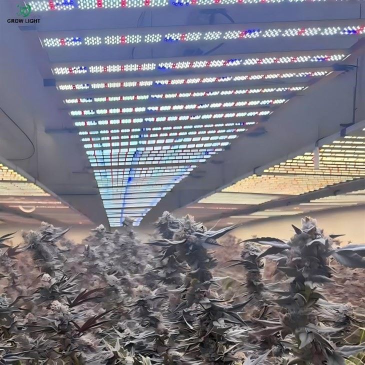 Trifold Wide Bar LED Grow Light For Flowering Stage high quality